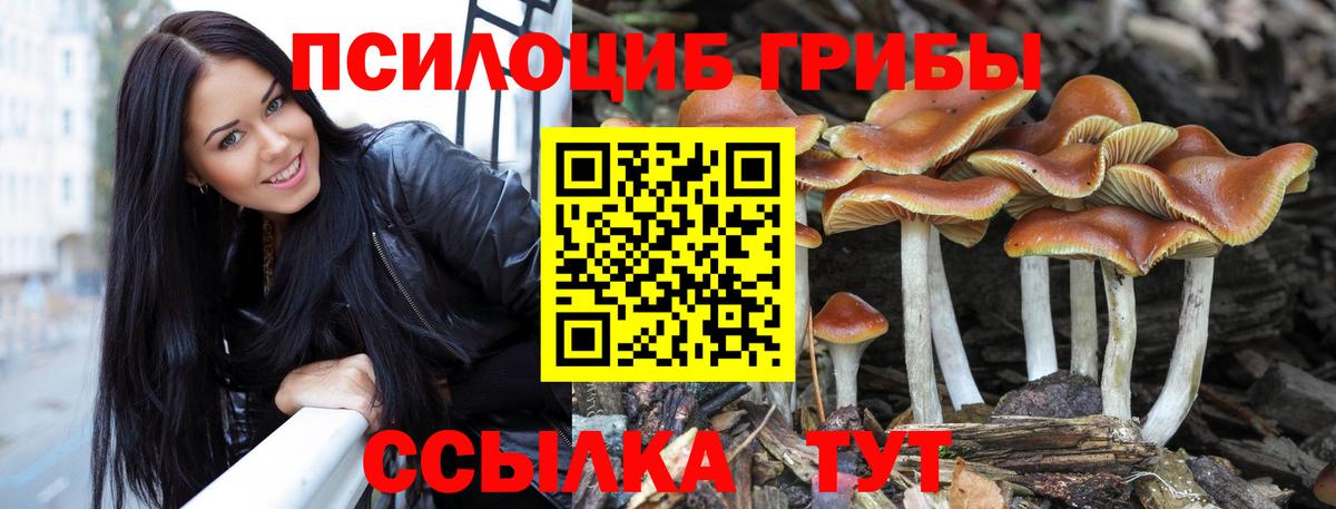 Галлюциногенные грибы Psilocybe  Вход с VPN  Городец 